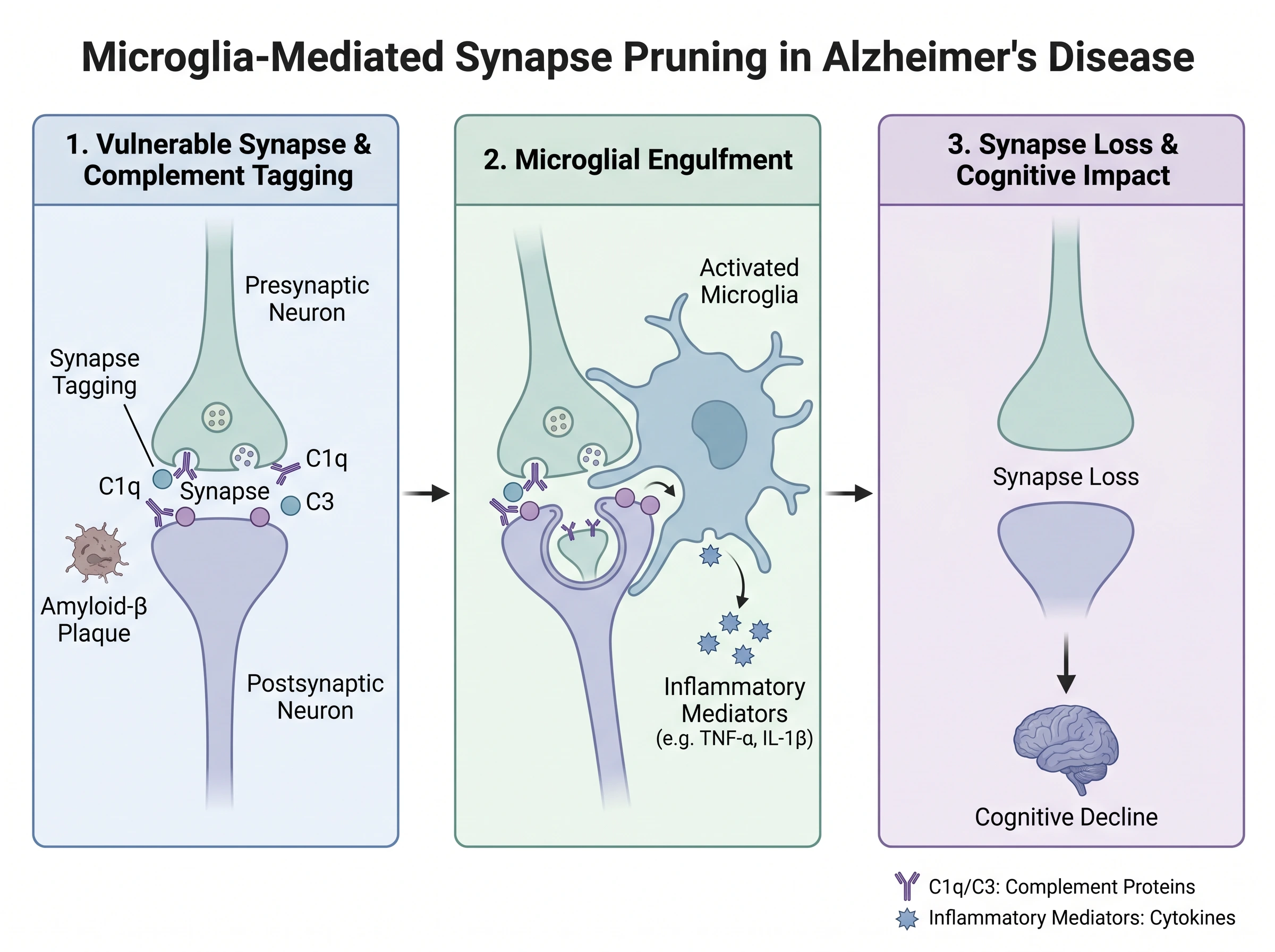 Microglia Synapse Pruning in Alzheimer's Disease