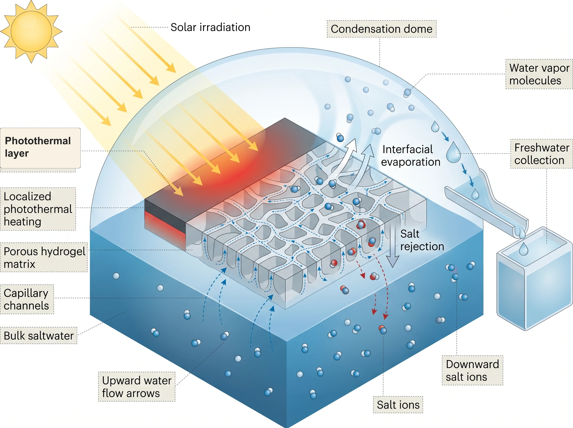 Photothermal Hydrogel Solar Evaporation