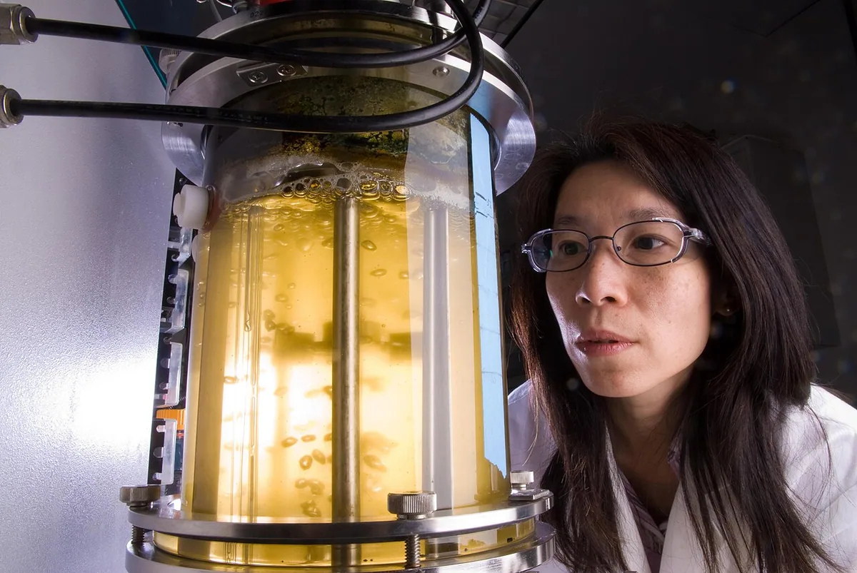 Real photobioreactor vessel in a laboratory